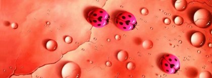Pink Ladybugs Facebook Covers